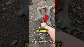 Nessuna SCIMMIA voleva AIUTARLA,ma poi…😲🐒 #shorts