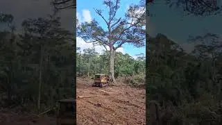 the dozer destroys large logs