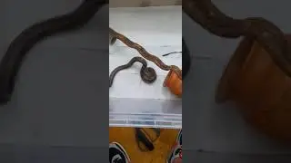 Pantherophis obsoletus (Rat Snake) live feeding