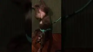 Stella learning play dead