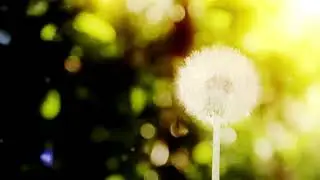 Kind Wishes Meditation | Mindfulness for Kids | The Kindness Curriculum