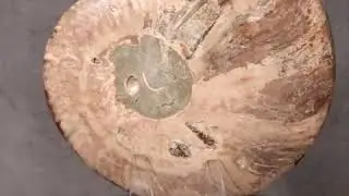 Ammonite Half, Unique Piece