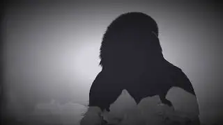Pan Thorarensen - Hrafnaklukka feat. Eraldo Bernocchi (Official Video)