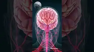 Unknown Potential of cybernetic brain! #youtubeshorts #shorts #brain #xaicyborg @XAiCyborg #viral