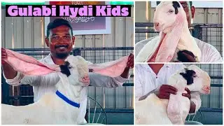 Top Breedline Gulabi Hyderabadi Male Kids in Gulbarga at Premium Hydi Goat Farm