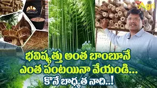 Bamboo Farming Business | భవిష్యత్తు అంత బాంబూనే.. ఎంత పంటయినా వేయండి! కొనే బాధ్యత నాది..! Tone Agri