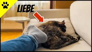 DAS sagt die Schlafposition deiner Katze &uuml;ber EURE Beziehung aus!