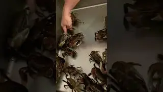 Count with me☺️ #crabcatching