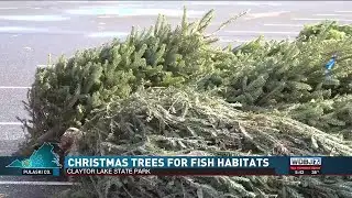 Christmas Trees for Fish Habitats at Claytor Lake