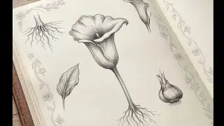Easy rose🌹drawing trick#art#diy#trending  #dalimsharma #drawing #rose #easy #flowers