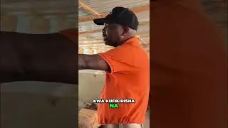 Pig Farming: Learn Notching and Tagging Process at Kabamba Farms! #shorts