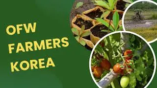 OFW Farmers Korea Intro #agriculture #farming #satisfying  #shorts 