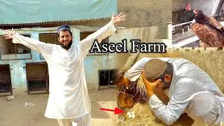 Aseel Farm Routine Change 🤔 Female Eggs Surprise 😮 #shoqeenloog
