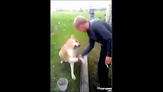Dog Handshake 2