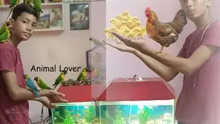 Aaj Maine Sare  aseel murgon Or  chicks Ka tour karaya#nottranding #birds #aquarium  #woodworking 