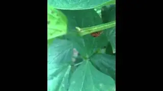 A little thief in my garden !