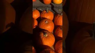 Pumpkin season in Warsaw 🎃 Осенний вайб в городе