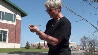 Lynn with Plains Garter Snake (Colubridae: Thamnophis radix)