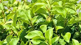 Cách khắc phục hoa giấy bị trễ hoa Tết hiệu quả nhất 👈