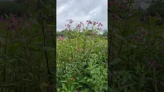 Цвет садовой мебели