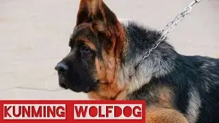 Kunming WolfDog: The Chinese German Shepherds. Chinese Wolfdog. Kunming dog.
