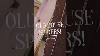 Old House Spiders Eeeew