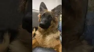 #selenanetflix #easydiy #bagelbopscontest #germanshepherd #gsdpuppy