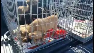 Puppygate 30 maart 2023