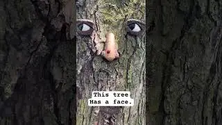 This tree has a face. #tree #trees #creative #art #artist #shortsvideo #shorts #asmr #short #woodart