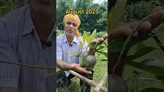 New Baramasi Mango Fruiting in My Firm #rabiorganicfarming