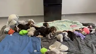 PORTÉE TAGADA BEAGLE