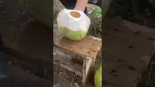 FRESH COCONUT WATER, FRESH GREEN COCONUT WATER, COCONUT WATER #youngcoconut#coconuttree#freshcoconut