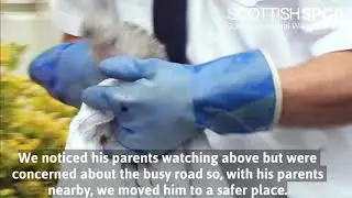 Baby gull needs our help