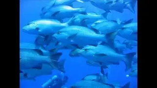 PROMO duikteam DE OESTER