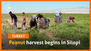 Peanut harvest begins in Silopi