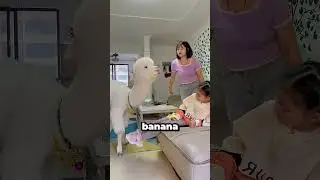 I Caught a Llama Eating My Banana! 🍌