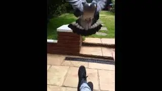 WOOD PIGEON #shorts