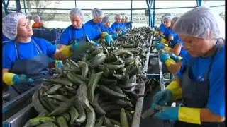 As&iacute; se hace los chifles / Proyecto Campesino Empresario en ruta