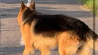 German shepherd vs rottweiler expectations vs reality || German shepherd dog video || gsd fighting