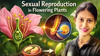 Sexual Reproduction in Flowering Plants | OneShot |Class12Biology |CBSEBoard 2025-26 |PYQs+Diagrams 