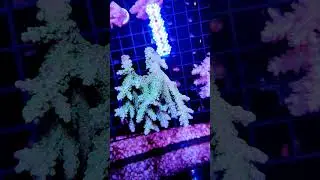 секрет содержания твердых кораллов