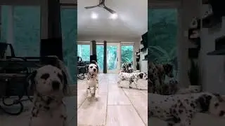 spotted puppies #petsdoingfunnythings  #dogs  #funnyanimals