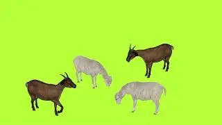 No copyright Goats eating grass on green screen Full HD