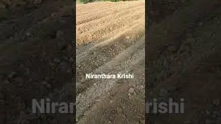Bed making process for tomato crop. #tomato #agriculture #farmer #trending #farmerstatus #viral