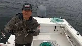 10 pound 12 oz  Black fish (Tautog)Beast.Westarn Long Island Sound. Captain Jay's Diary (어느 낚시꾼의 하루)