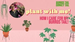 burros tail | sedum morganianum | how to plant & propagate donkey tail 🌿