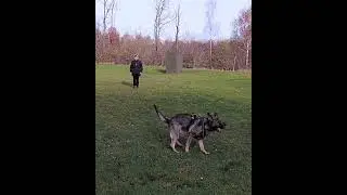 Dog training with Rebus  ❤ #rebusdog #positivereinforcementdogtraining #fetchdog