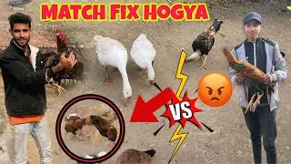 Aj Hussan Aur Mera Murga Ka Match Fix Ho Gya 😳