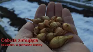 Cebula zimująca - sadzenie z dymki w jesienne mrozy. Co z czosnkami  sadzonymi w październiku?