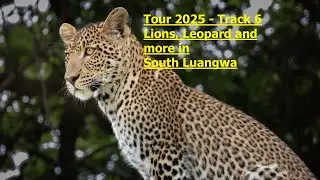 Tour 2025 - Track 6 - Lions, Leopard and much more wildlife in South Luangwa National Park - 4k